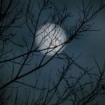 a full moon is blurred with branches in focus in the front.
